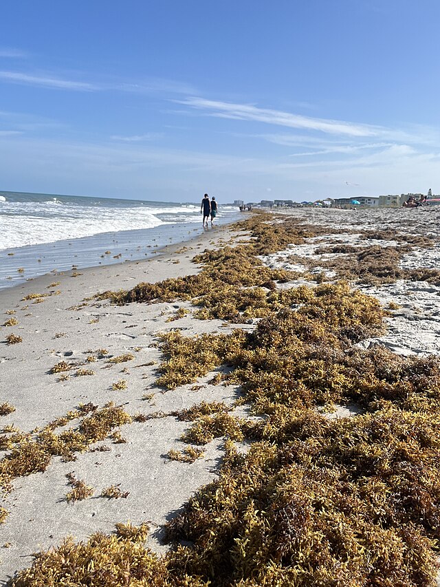 Profitable Surplus: Sargassum Solutions