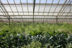 Amphibian habitats called “frog condominiums” by farm staff provide homes for frogs that eliminate pests without chemicals. PHOTO: Mark C. Anderson