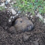 Botta's pocket gopher (Thomomys bottae) outside the Bear Valley Visitor. January 22, 2023.